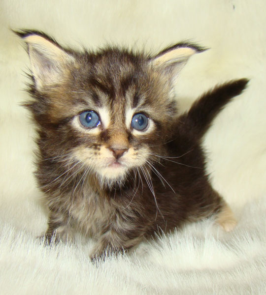     Catsvill County!   !    !       !!!    Catsvill County +7-926-544-74-09     .   ,   ,   ,    ,   ,  ,     ,   -,    ,   !